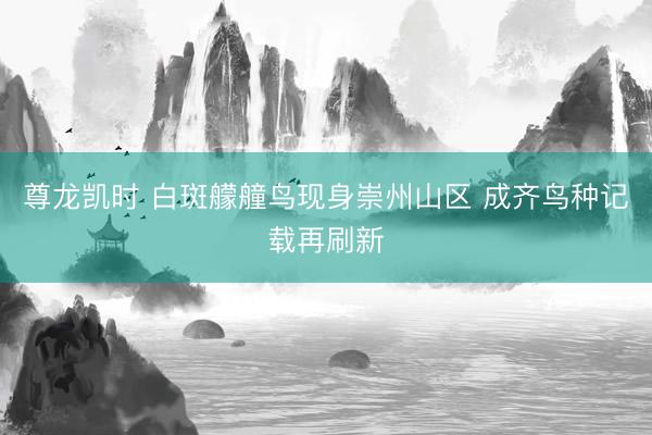 尊龙凯时 白斑艨艟鸟现身崇州山区 成齐鸟种记载再刷新